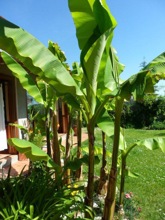 Roncofreddo Agriturismo La Quiete מראה חיצוני תמונה